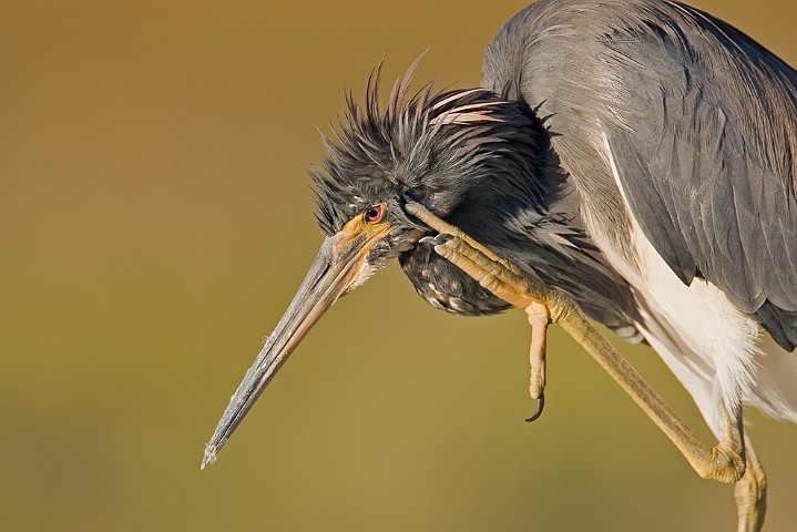 Dreifarbenreiher Egretta tricolor Tricolored Heron